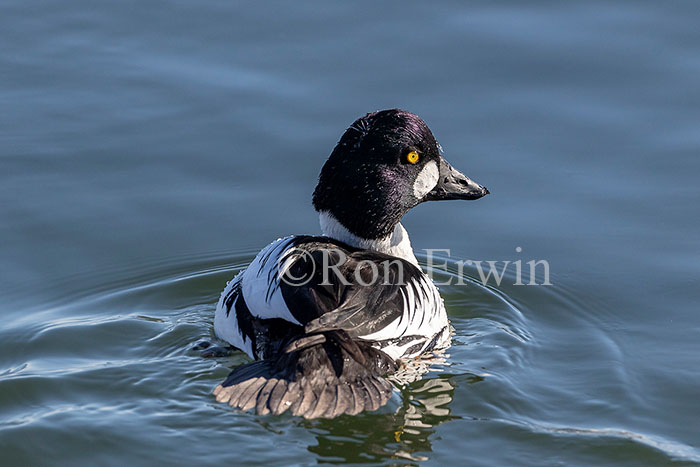 Common Goldeneye Male