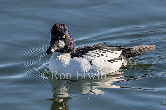 Common Goldeneye Male