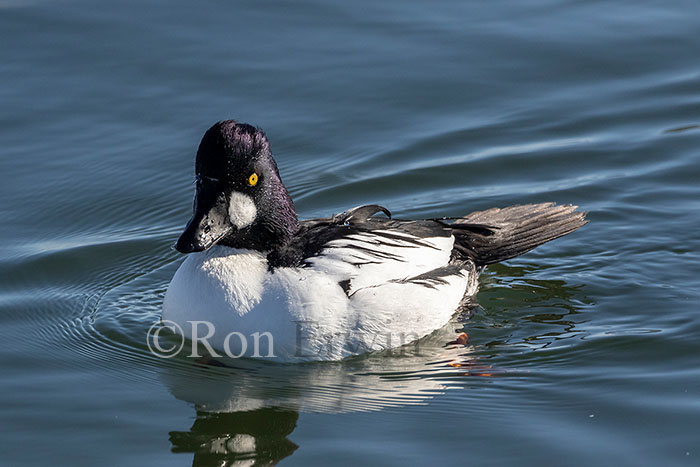 Common Goldeneye Male