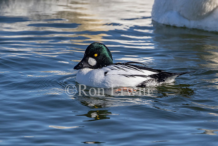 Common Goldeneye Male