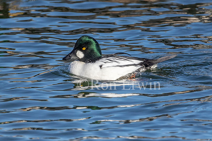 Common Goldeneye Male