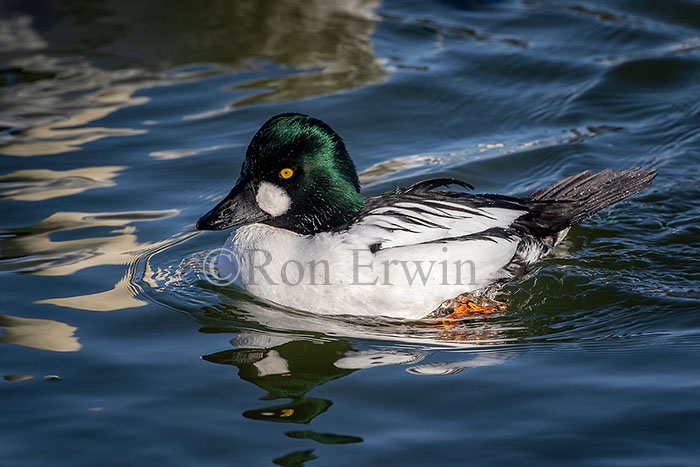 Common Goldeneye Male
