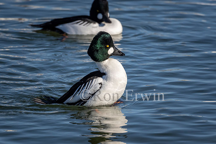 Common Goldeneye Male