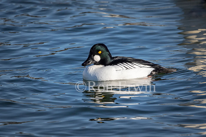 Common Goldeneye Male