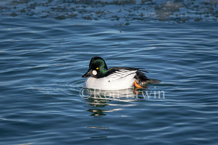 Male Common Goldeneye