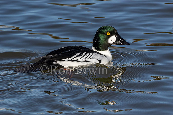 Male Common Goldeneye