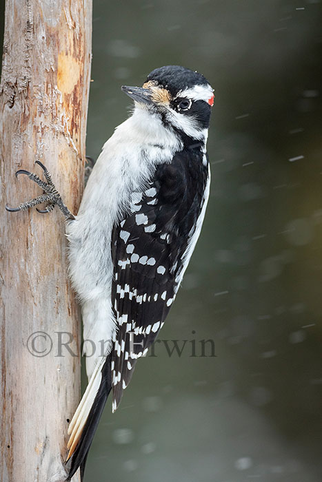 Male Hairy Woodpecker