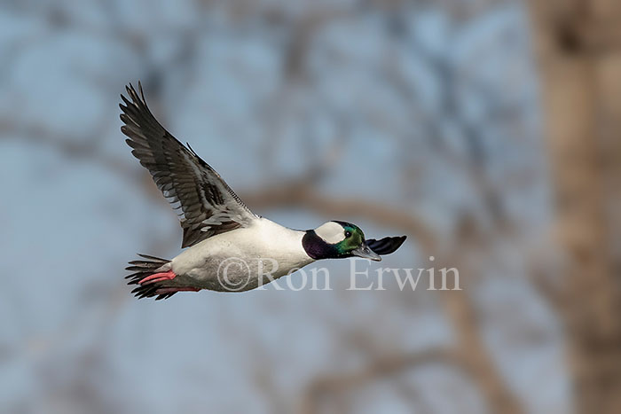 Bufflehead Male Flying