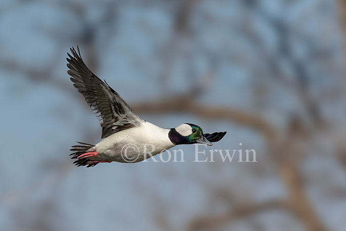Bufflehead Male Flying