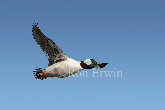 Bufflehead Male Flying