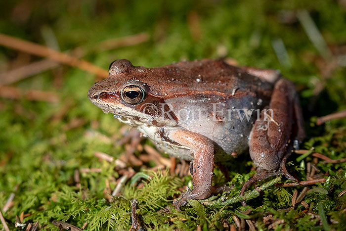 Wood Frog