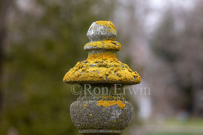 Gravestone & Lichen