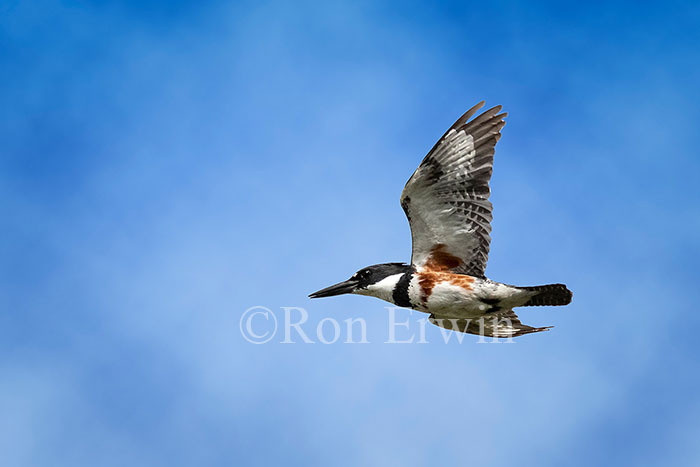 Female Belted Kingfisher