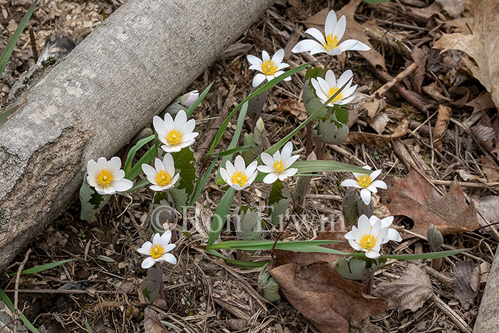 Bloodroot