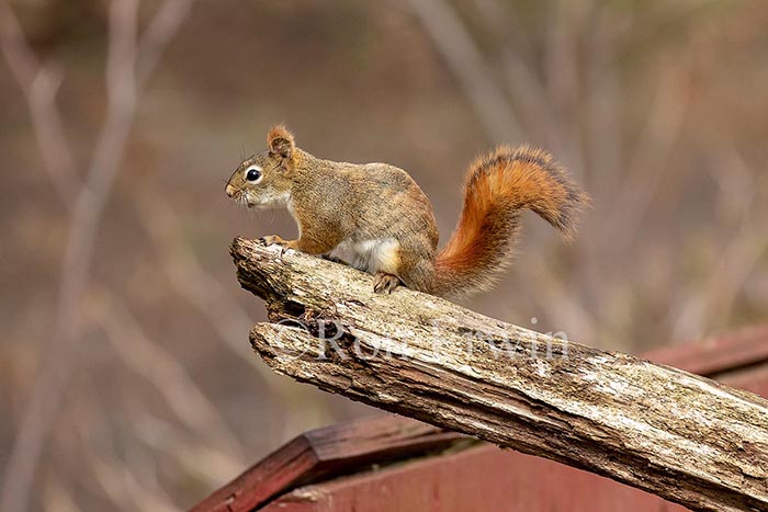 Red Squirrel