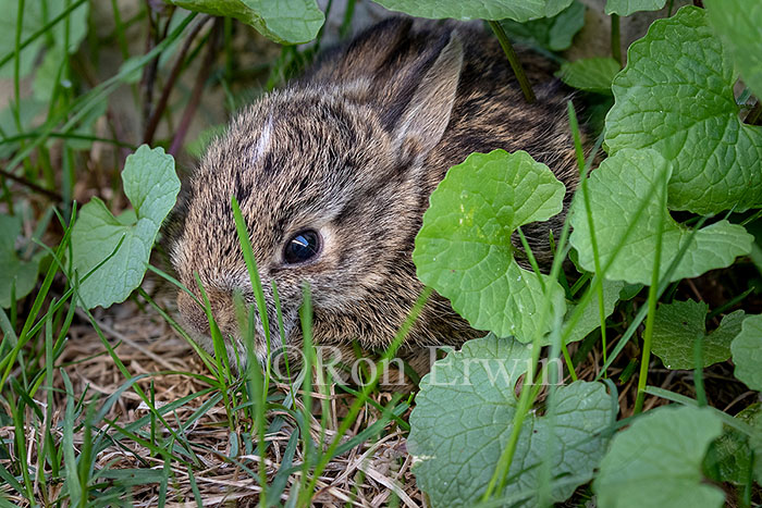Tiny Eastern Cottontail