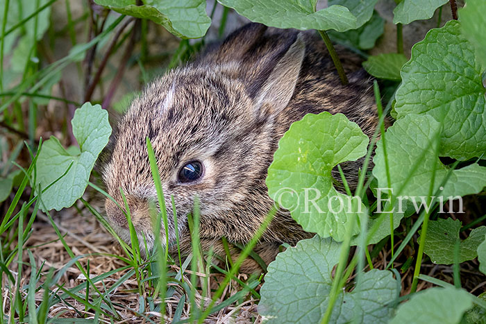 Tiny Eastern Cottontail
