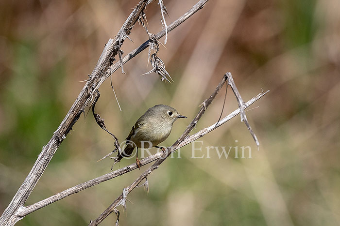 Ruby-crowned Kinglet