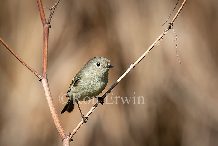 Ruby-crowned Kinglet