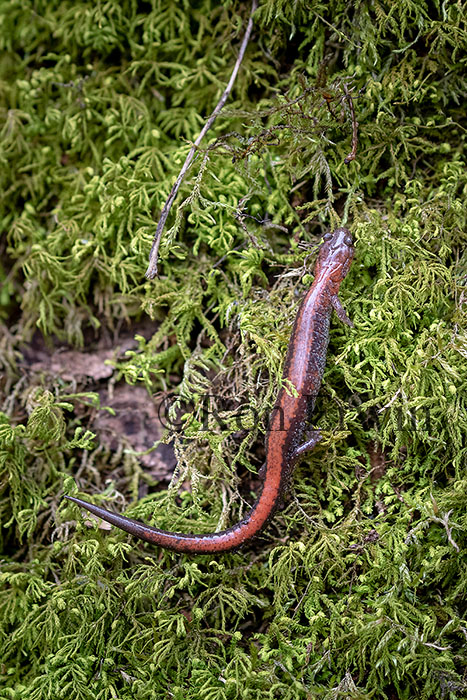 Eastern Red-backed Salamander