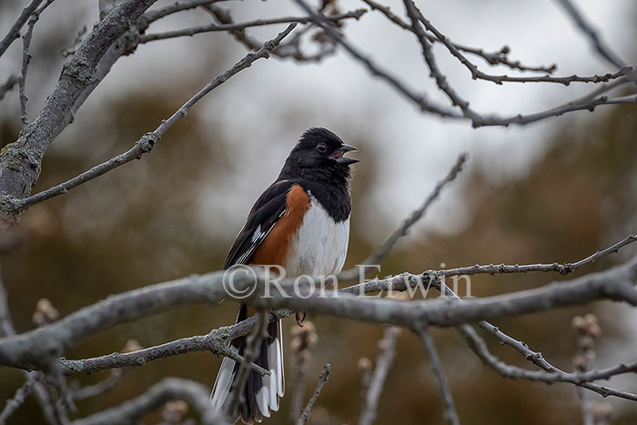 Eastern Towhee