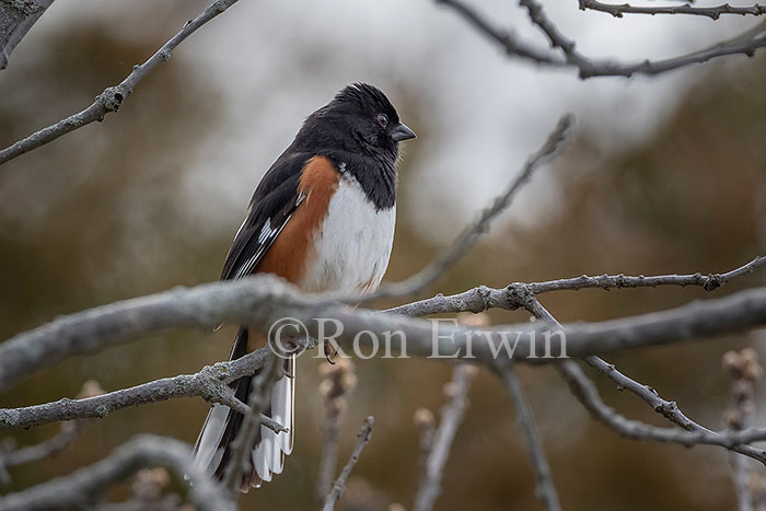 Eastern Towhee