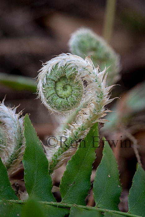 Hairy Fiddleheads