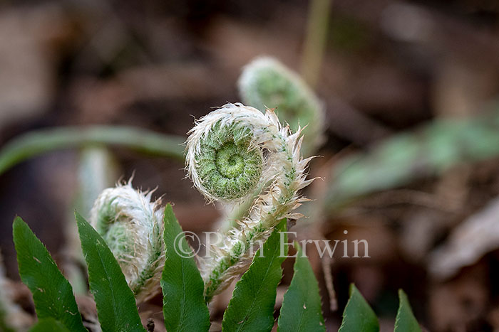 Hairy Fiddleheads