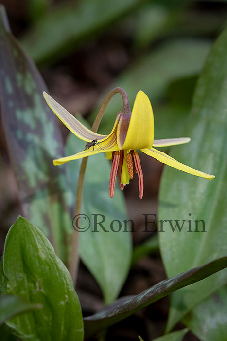 Trout Lily