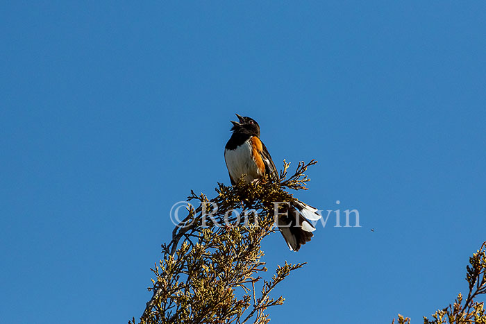 Eastern Towhee