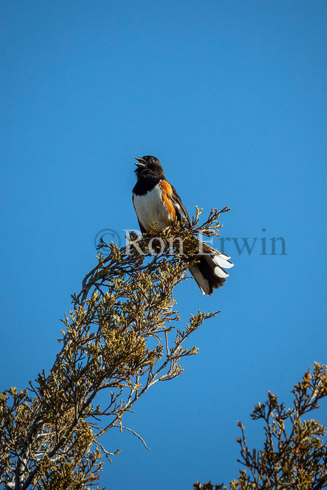 Eastern Towhee
