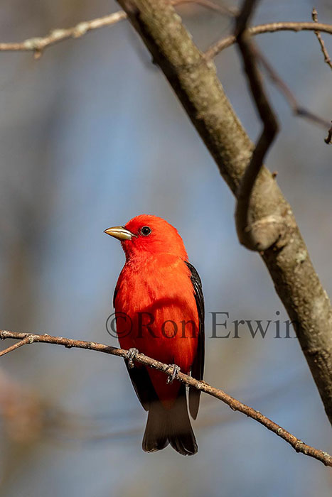 Male Scarlet Tanager