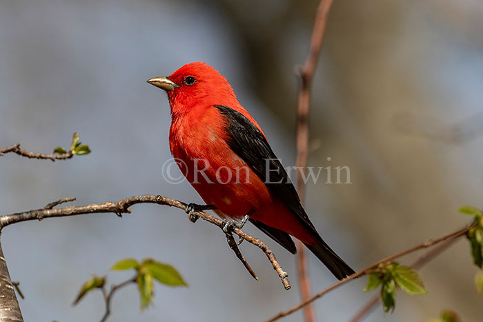 Scarlet Tanager Male