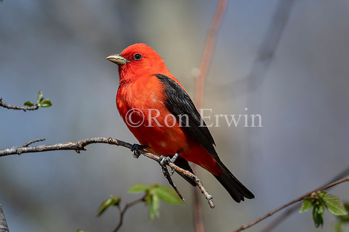 Scarlet Tanager Male