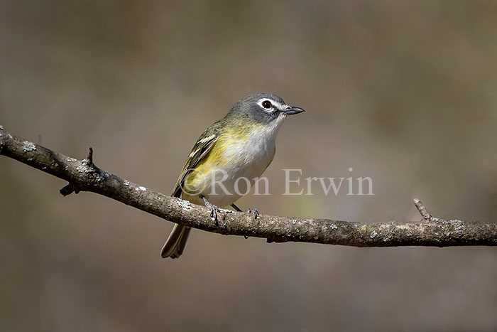 Blue-headed Vireo