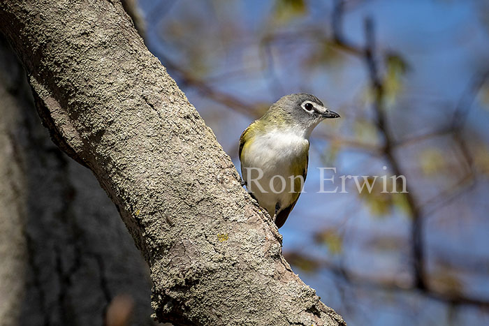 Blue-headed Vireo