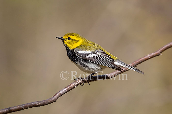 Black-throated Green Warbler