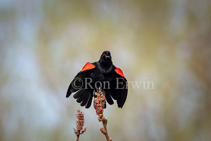 Red-winged Blackbird Male