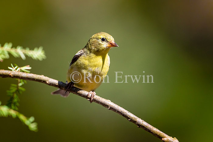 American Goldfinch Female