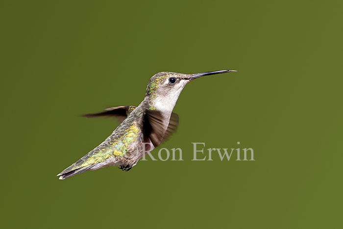 Female Ruby-throated Hummingbird