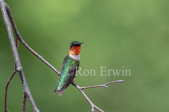  Male Ruby-throated Hummingbird