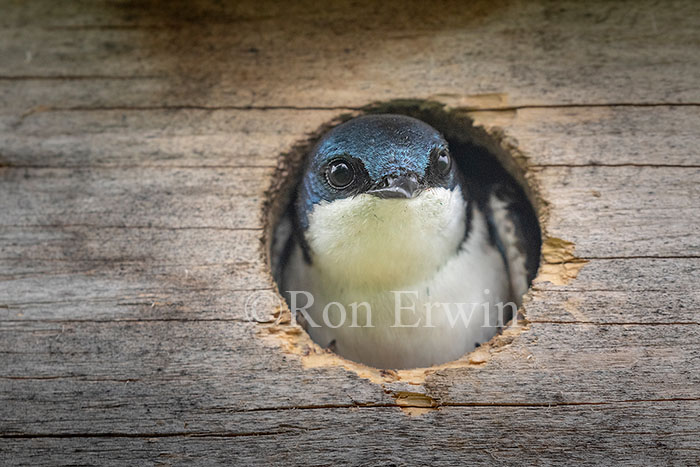 Tree Swallow