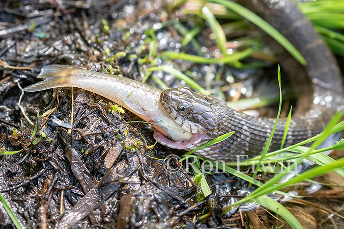 Northern Watersnake with Fish