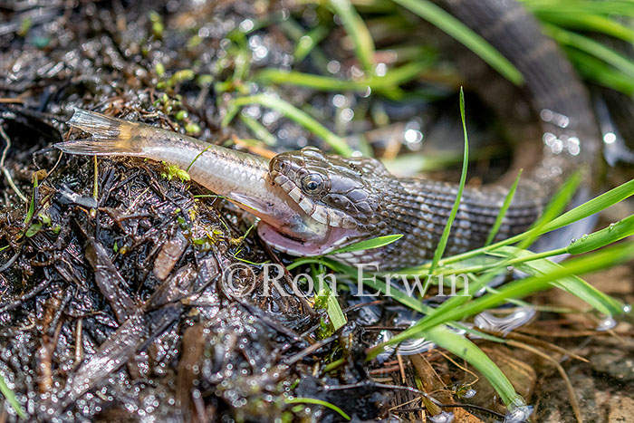 Northern Watersnake with Fish