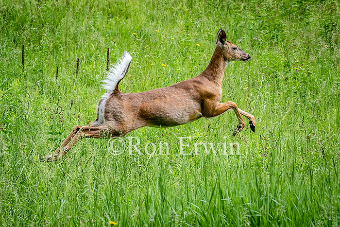 White-tailed Deer Leaping