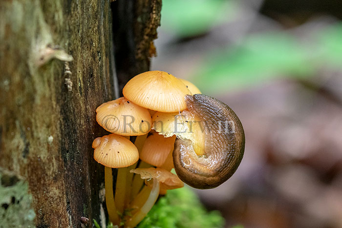 Slug and Fungus