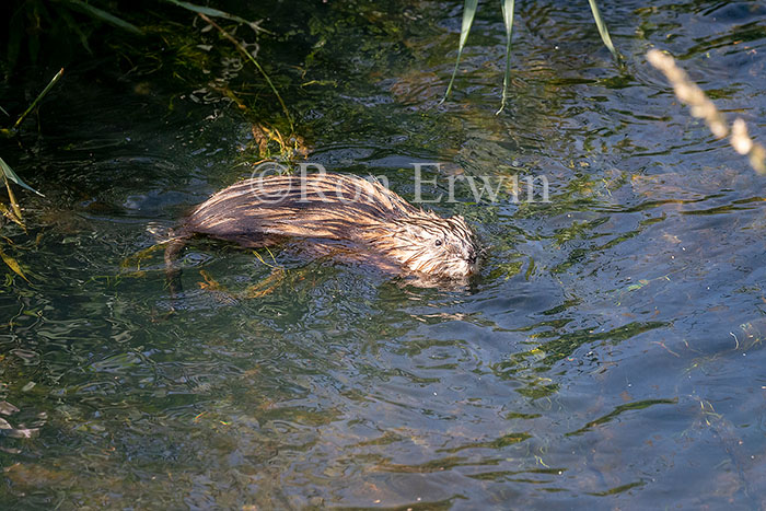 Muskrat