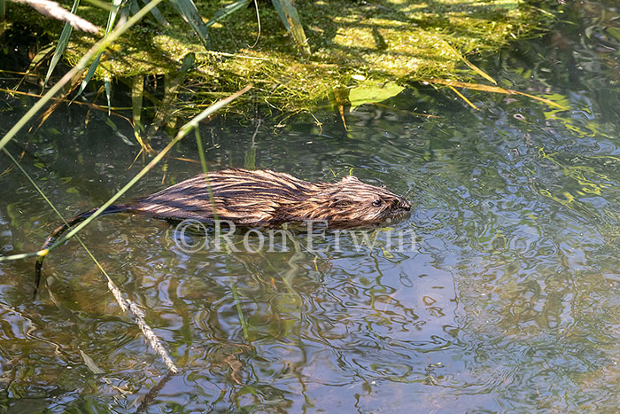 Muskrat
