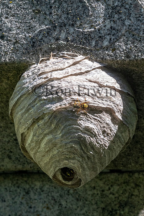 European Paper Wasp