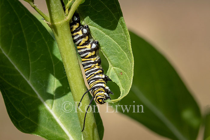 Monarch Caterpillar